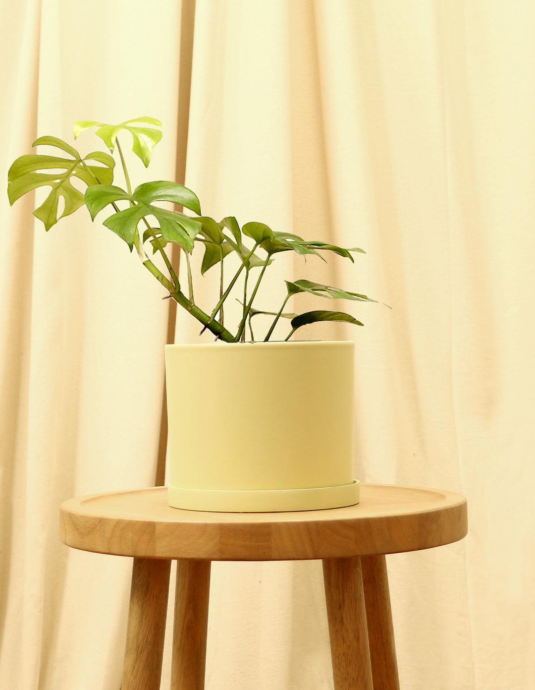 mini monstera planta Rhaphidophora Tetrasperma