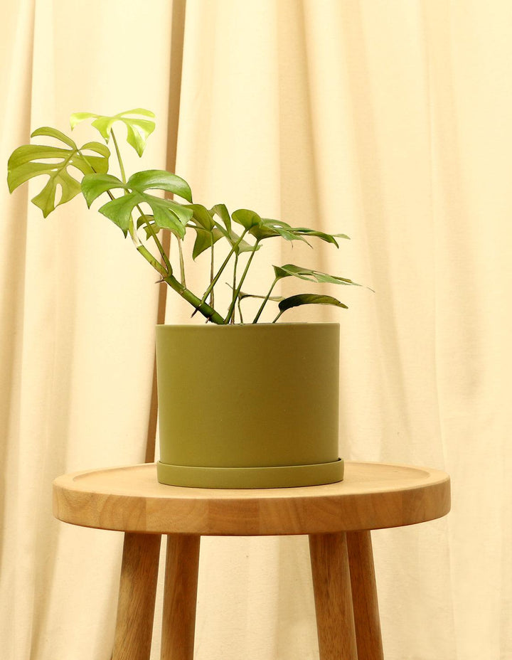 mini monstera plant Buy Fruit Salad Plant