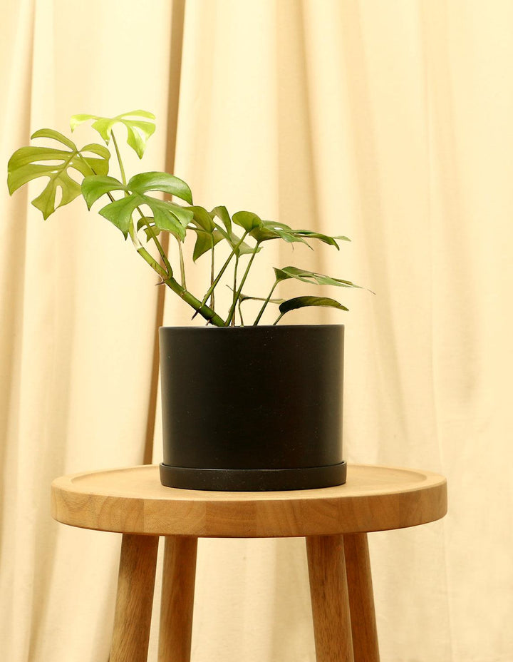 mini monstera planta Rhaphidophora Tetrasperma