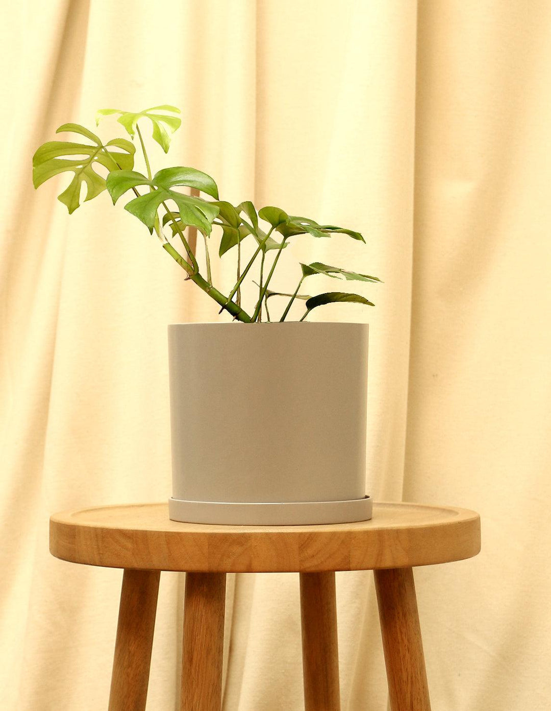 petite monstera plant store Buy Fruit Salad Plant