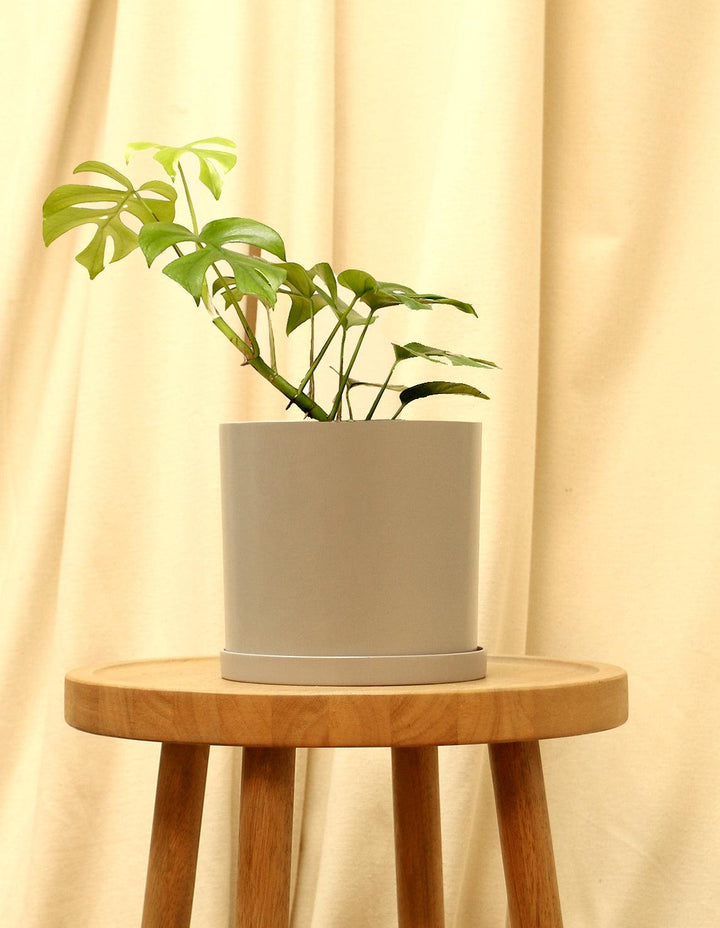 planta mini monstera Rhaphidophora Tetrasperma