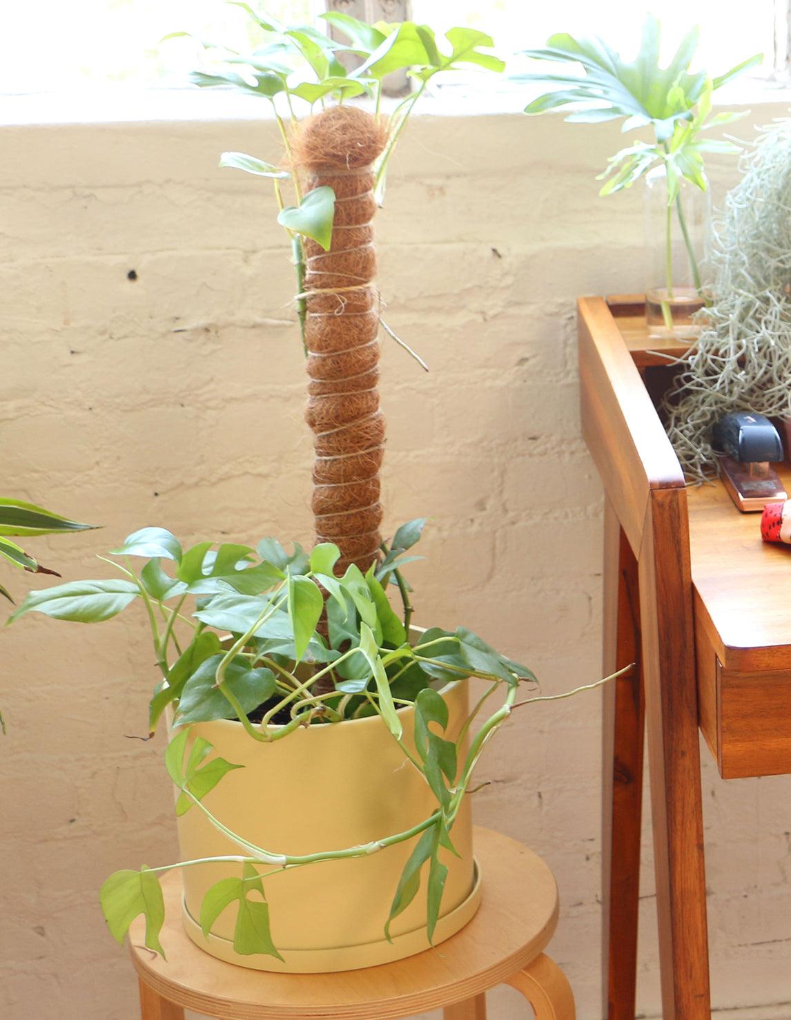 Mini Monstera - Rhaphidophora Tetrasperma - Plantquility Houseplants 