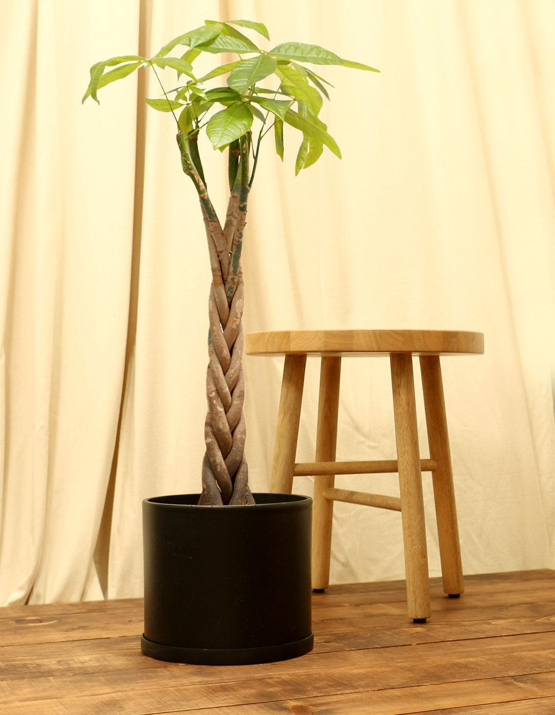 money tree huge Money Tree Plant