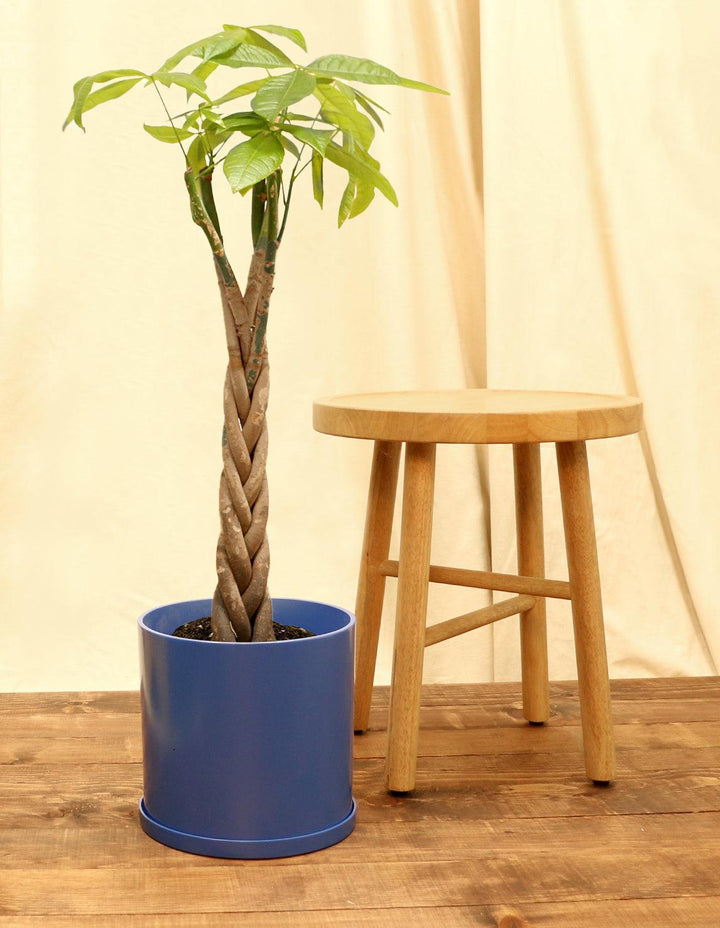 money tree beliefs Money Tree Plant