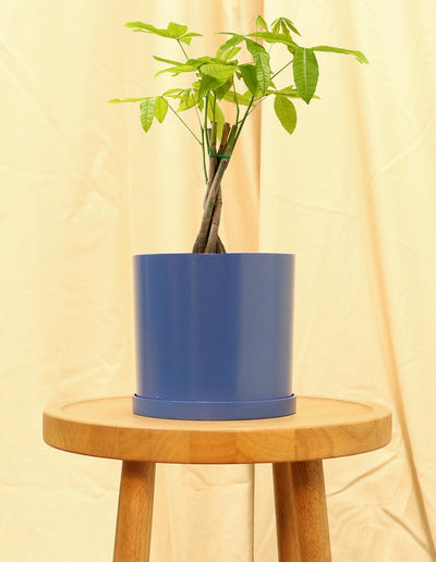 Medium Money Tree in blue pot.