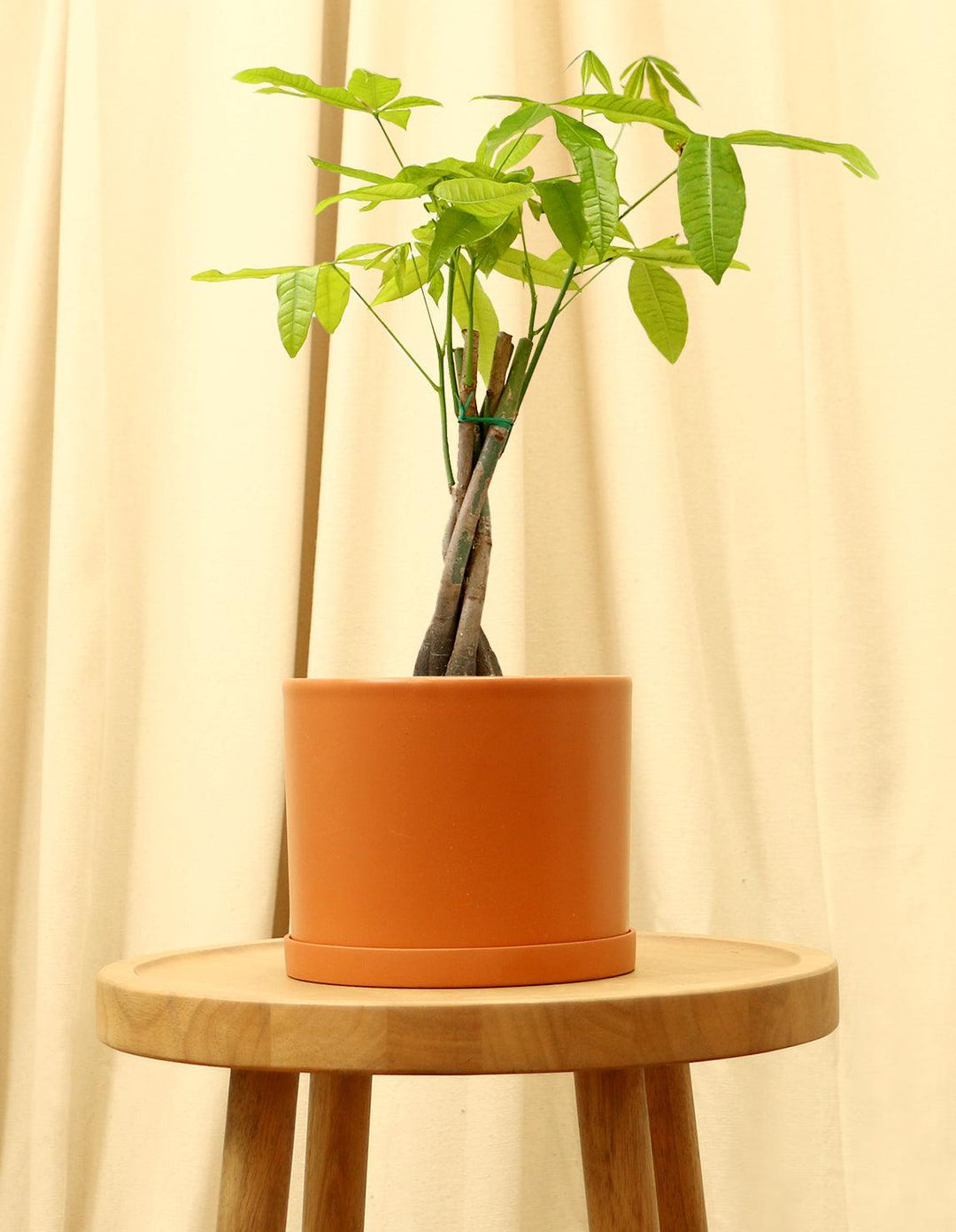 Money Tree Plant