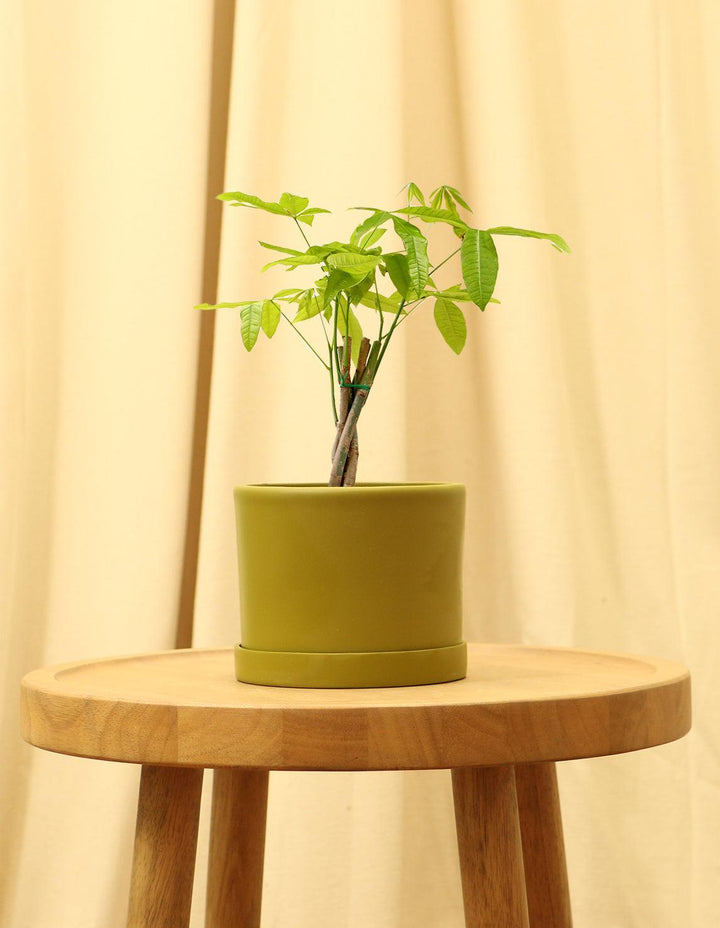 Money Tree Plant