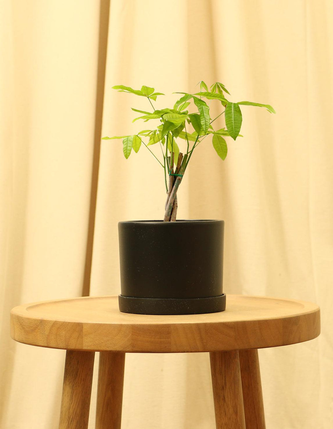 the sill money tree plant small Money Tree Plant