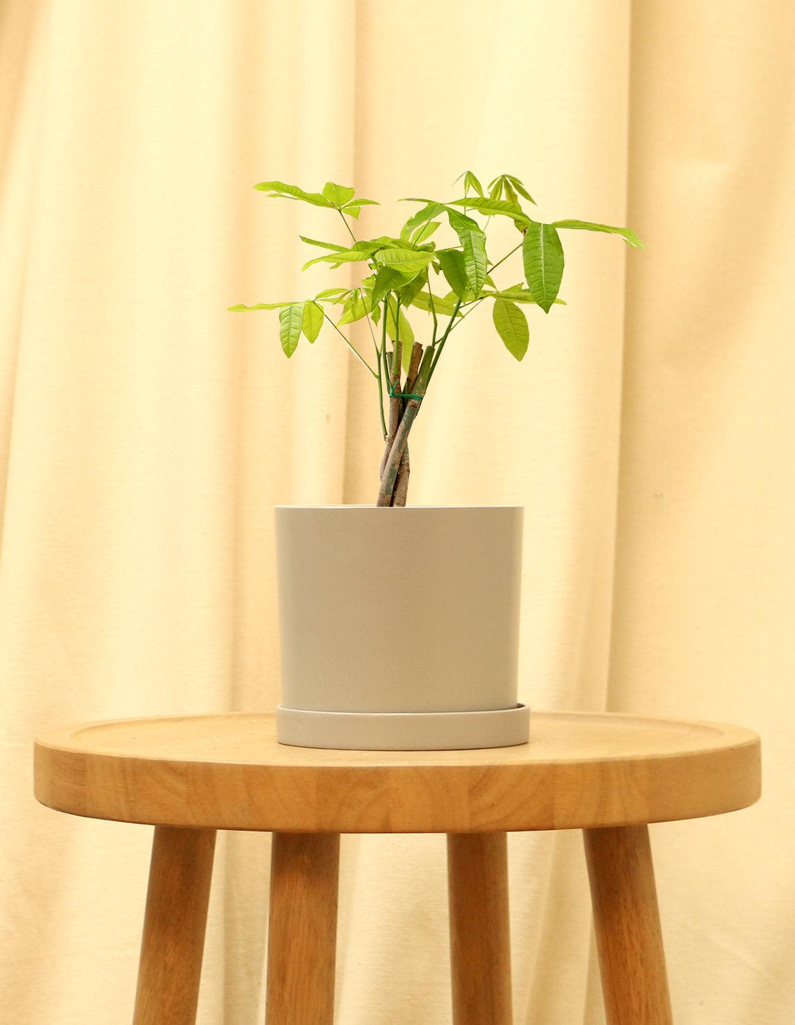 Money Tree Plant - Pachira Aquatica – Plantquility Houseplants