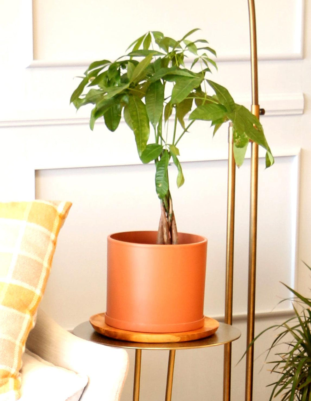 can you buy money plant for yourself Money Tree Plant