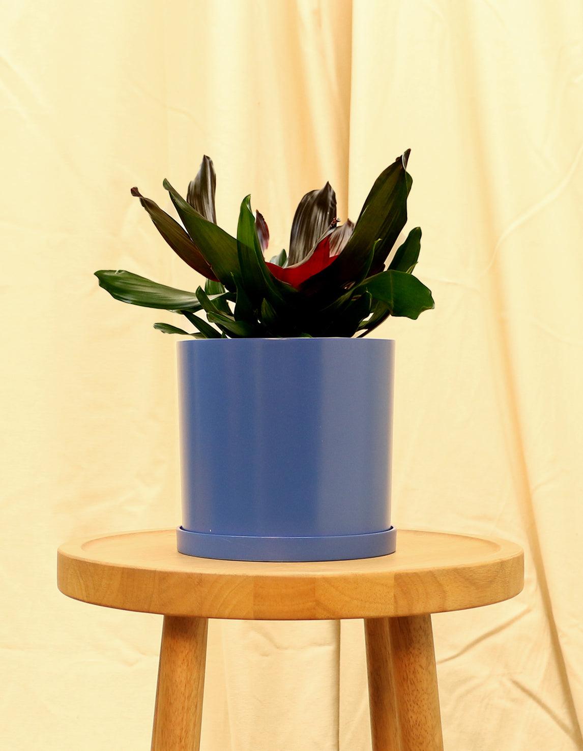 Medium Neoregelia Carolinae - Blushing Bromeliad in blue pot.