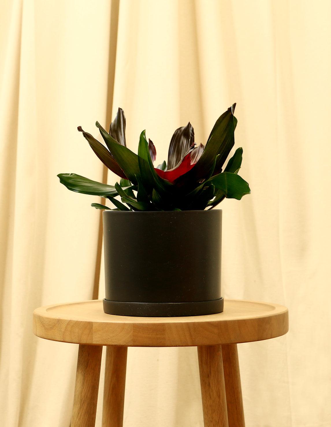 Medium Neoregelia Carolinae - Blushing Bromeliad in black pot.