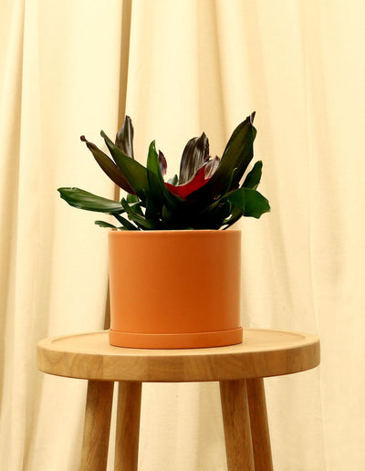 Medium Neoregelia Carolinae - Blushing Bromeliad in orange pot.