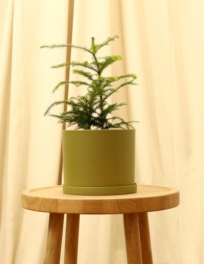 Medium Norfolk Island Pine in green pot.