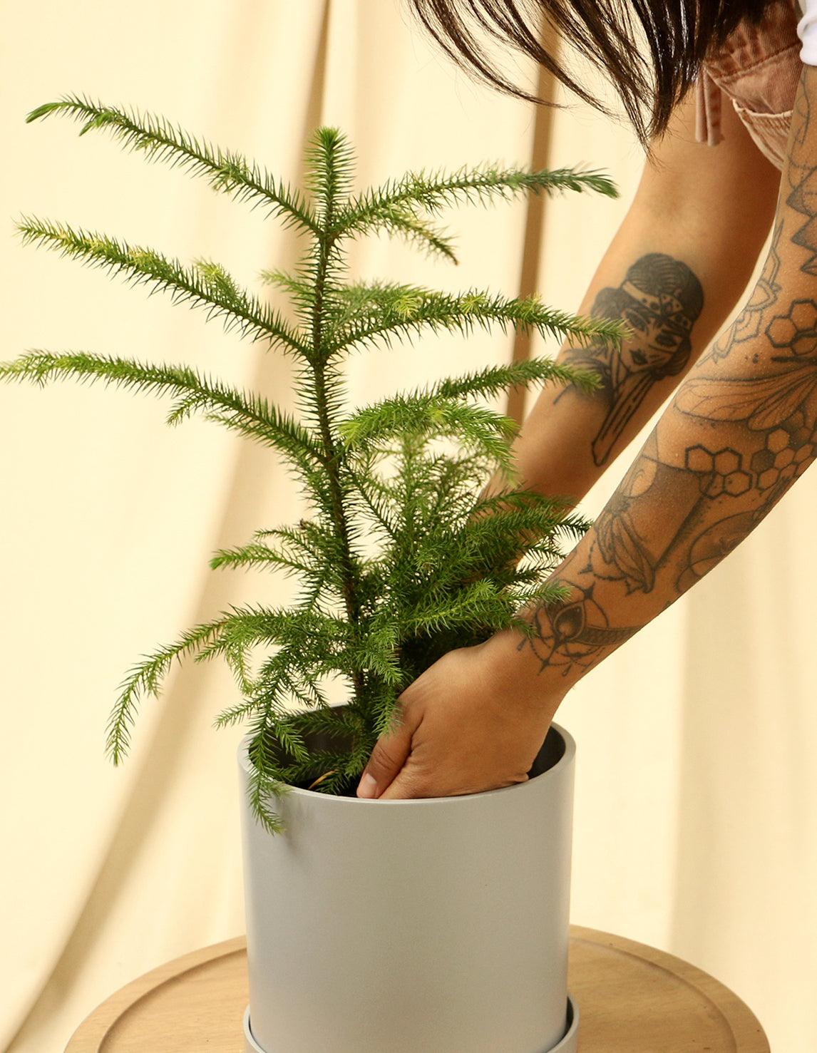 Norfolk Island Pine - Araucaria Heterophylla - Plantquility Houseplants 