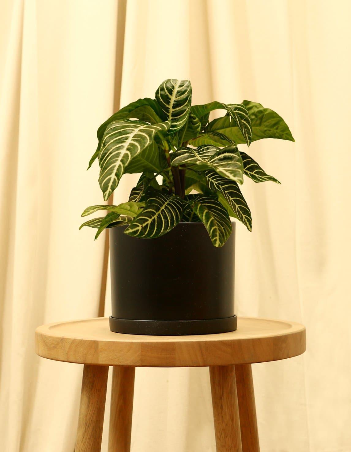 zebra indoor plant Aphelandra squarrosa