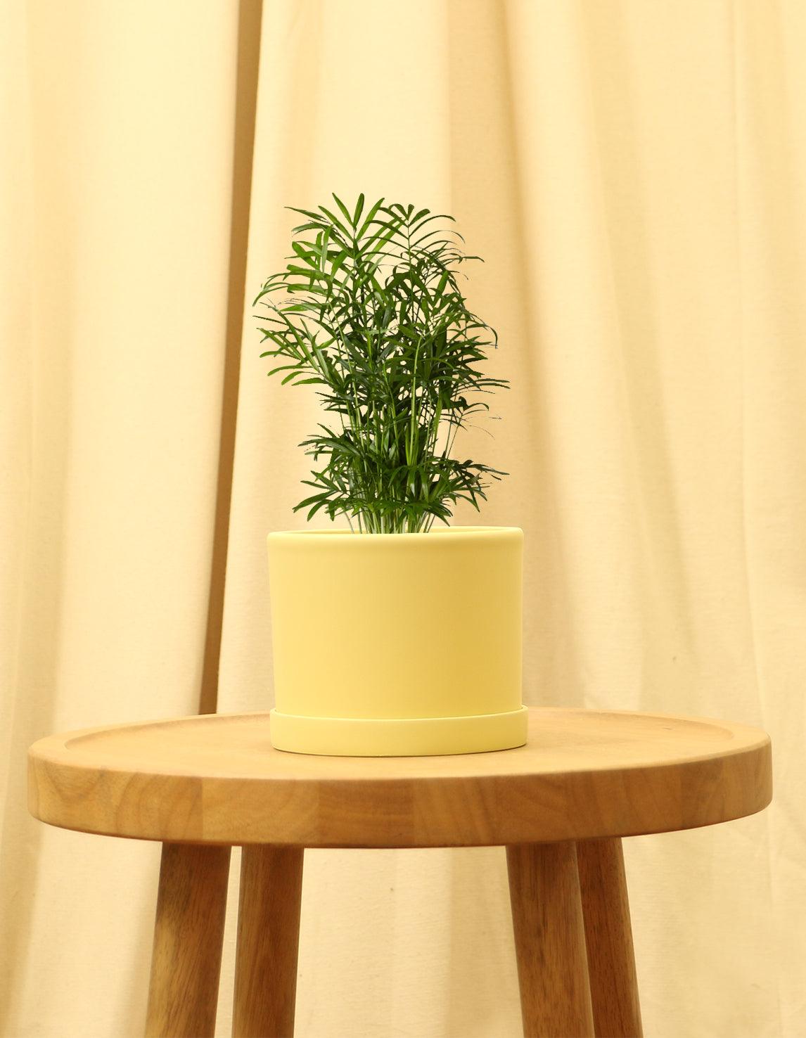 Small Parlor Palm in yellow pot.