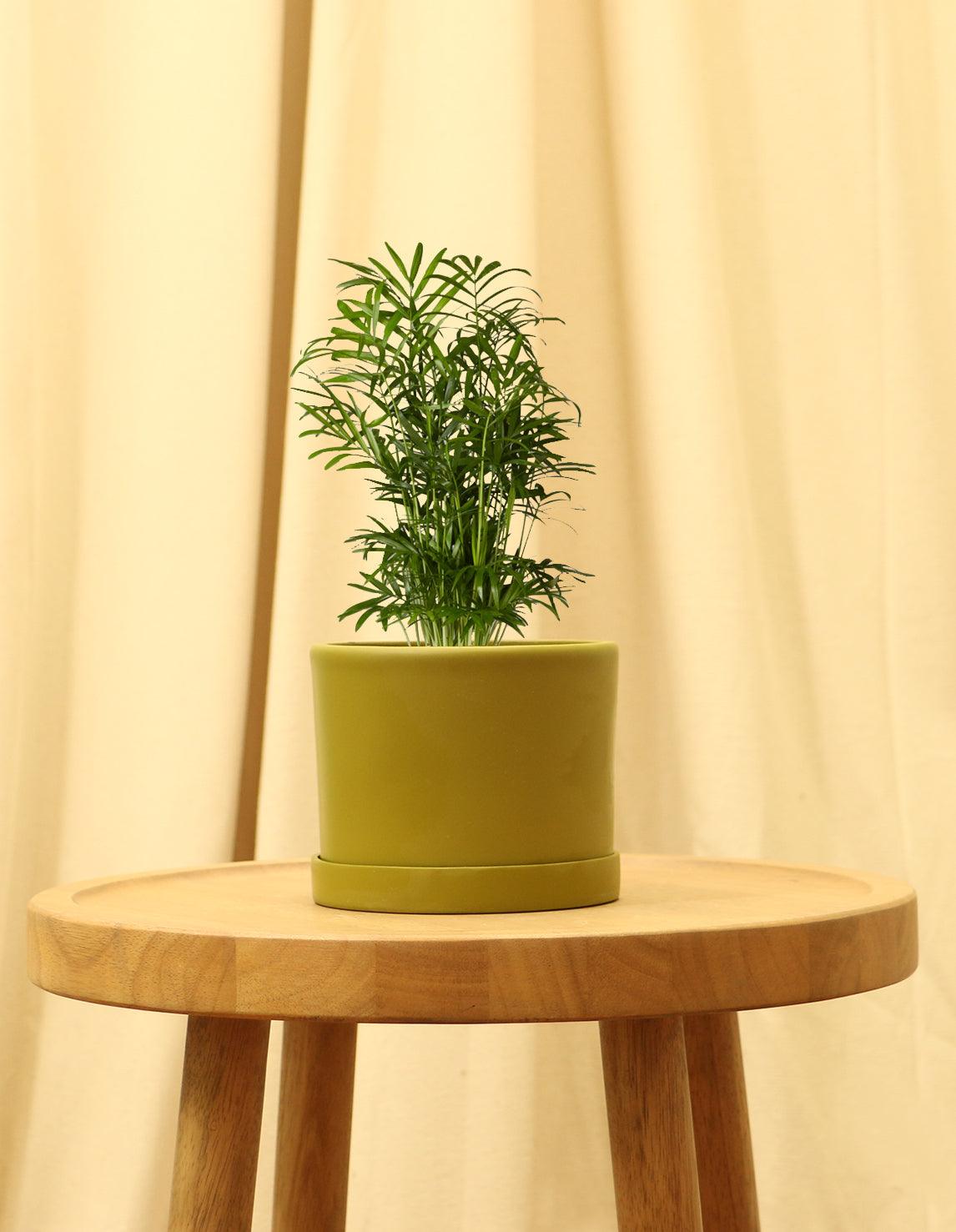 Small Parlor Palm in green pot.