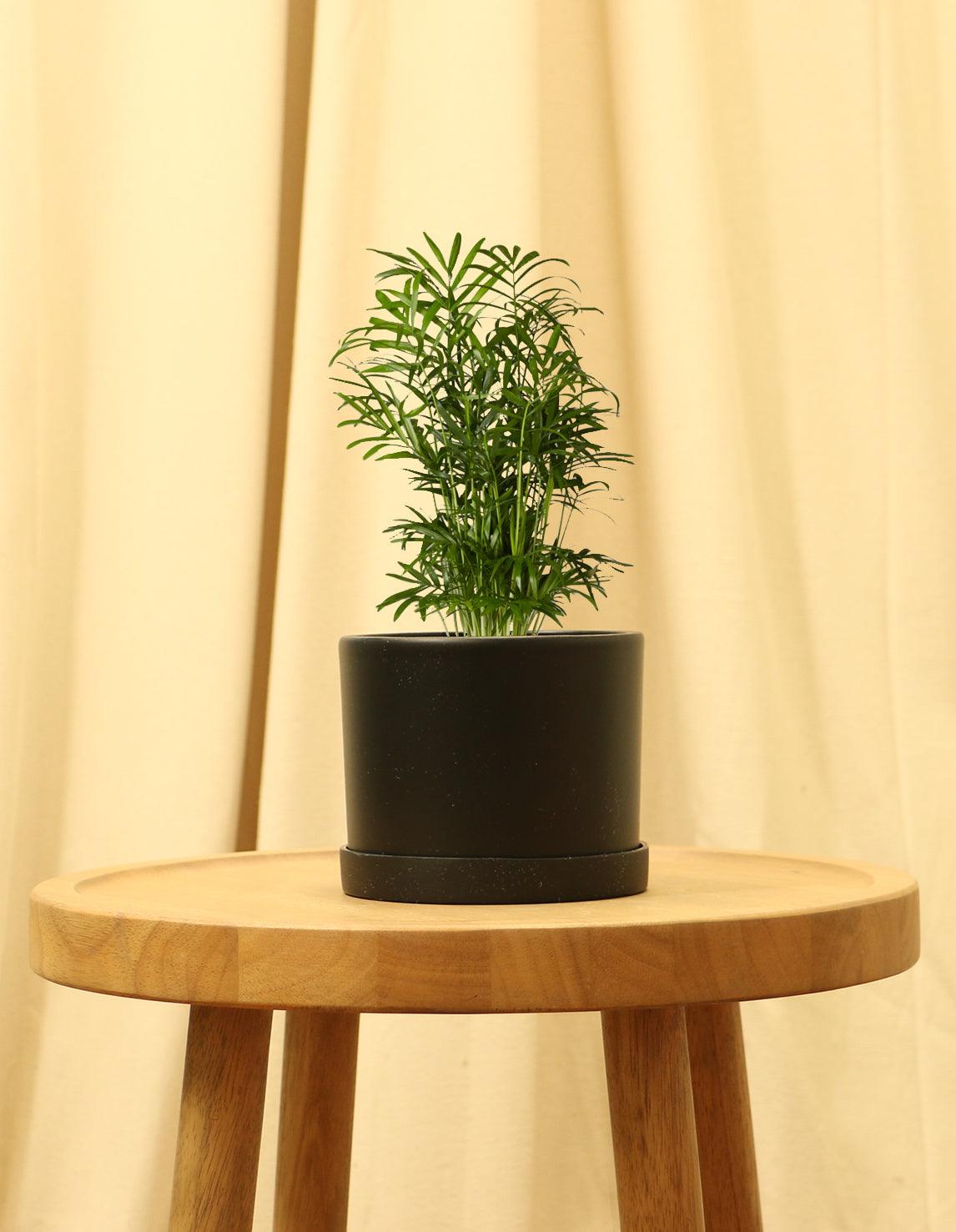 Small Parlor Palm in black pot.