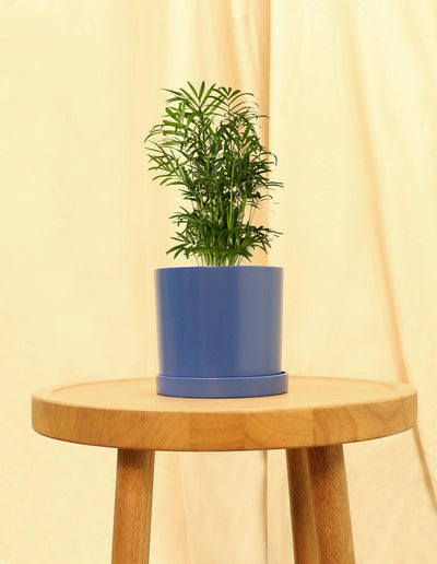 Small Parlor Palm in blue pot.