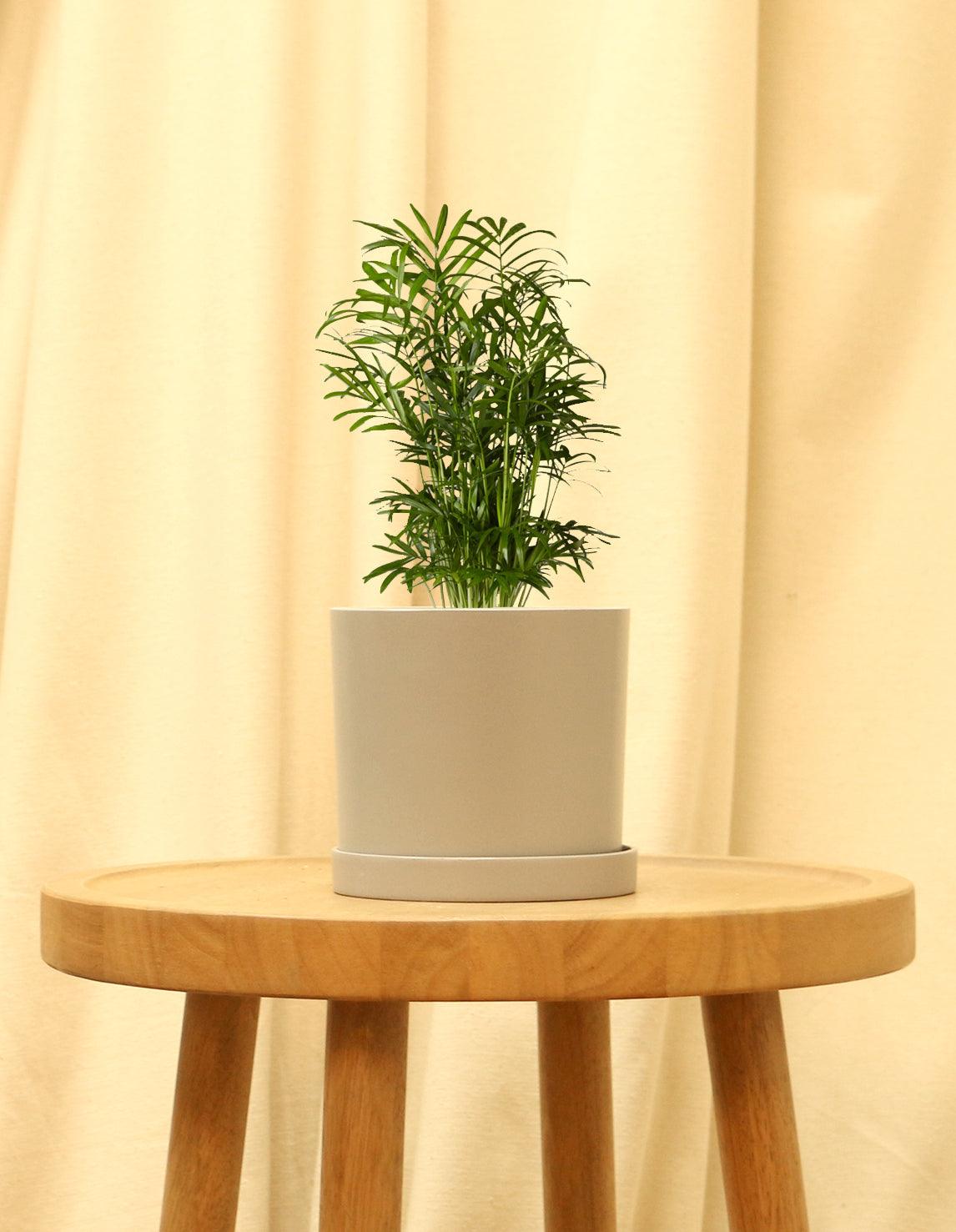 Small Parlor Palm in grey pot.