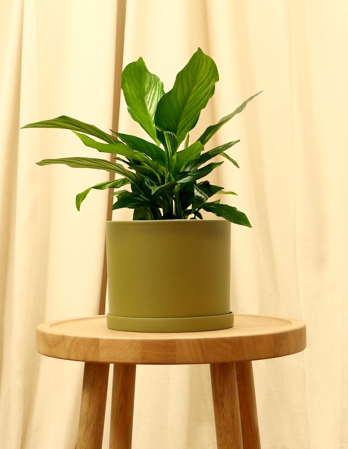 Medium Peace Lily in green pot.