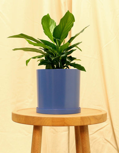 Medium Peace Lily in blue pot.