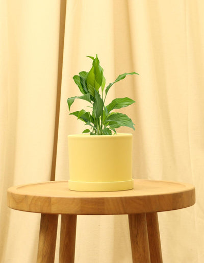 Small Peace Lily in yellow pot.