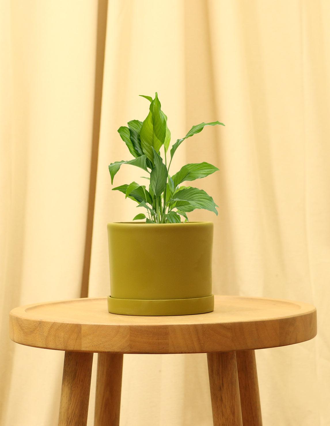 Small Peace Lily in green pot.