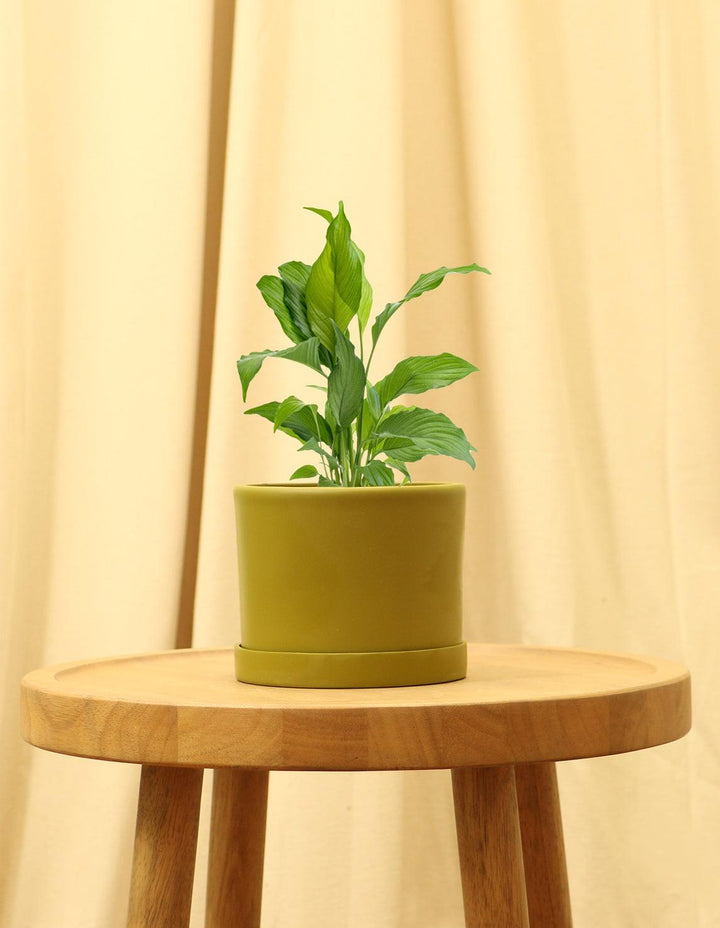 small peace lily Peace Lilly Indoor Plant - Spathiphyllum Wallisii