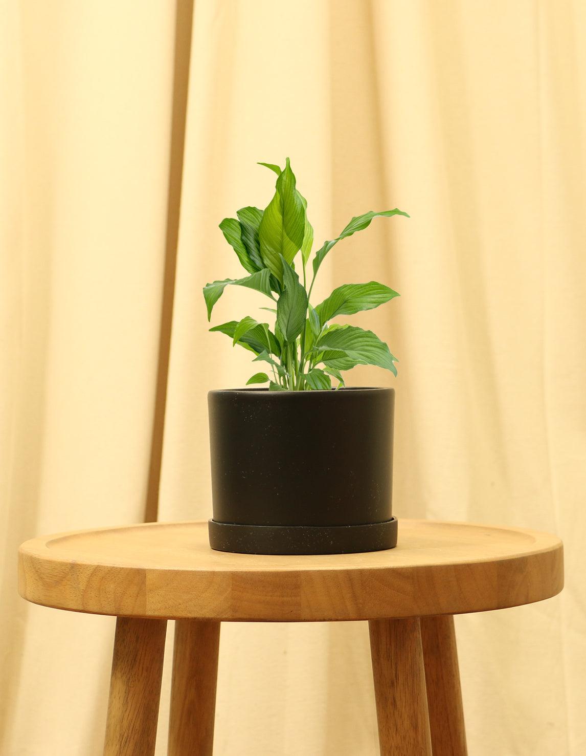 Small Peace Lily in black pot.