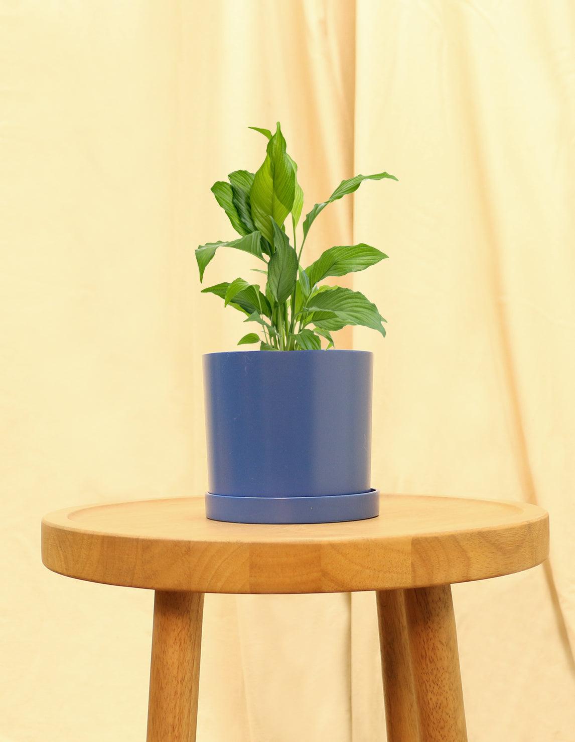 Small Peace Lily in blue pot.