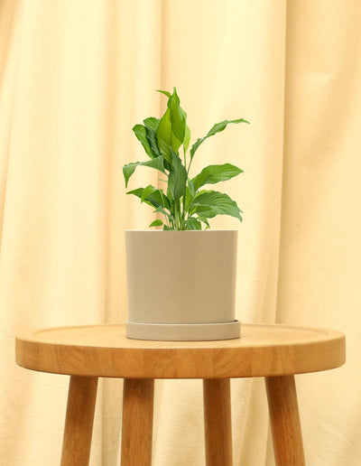 Small Peace Lily in grey pot.