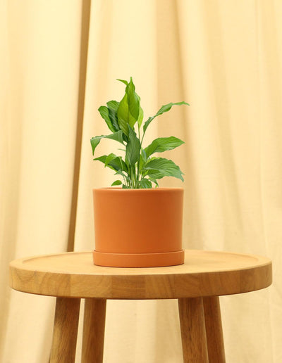 Small Peace Lily in orange pot.