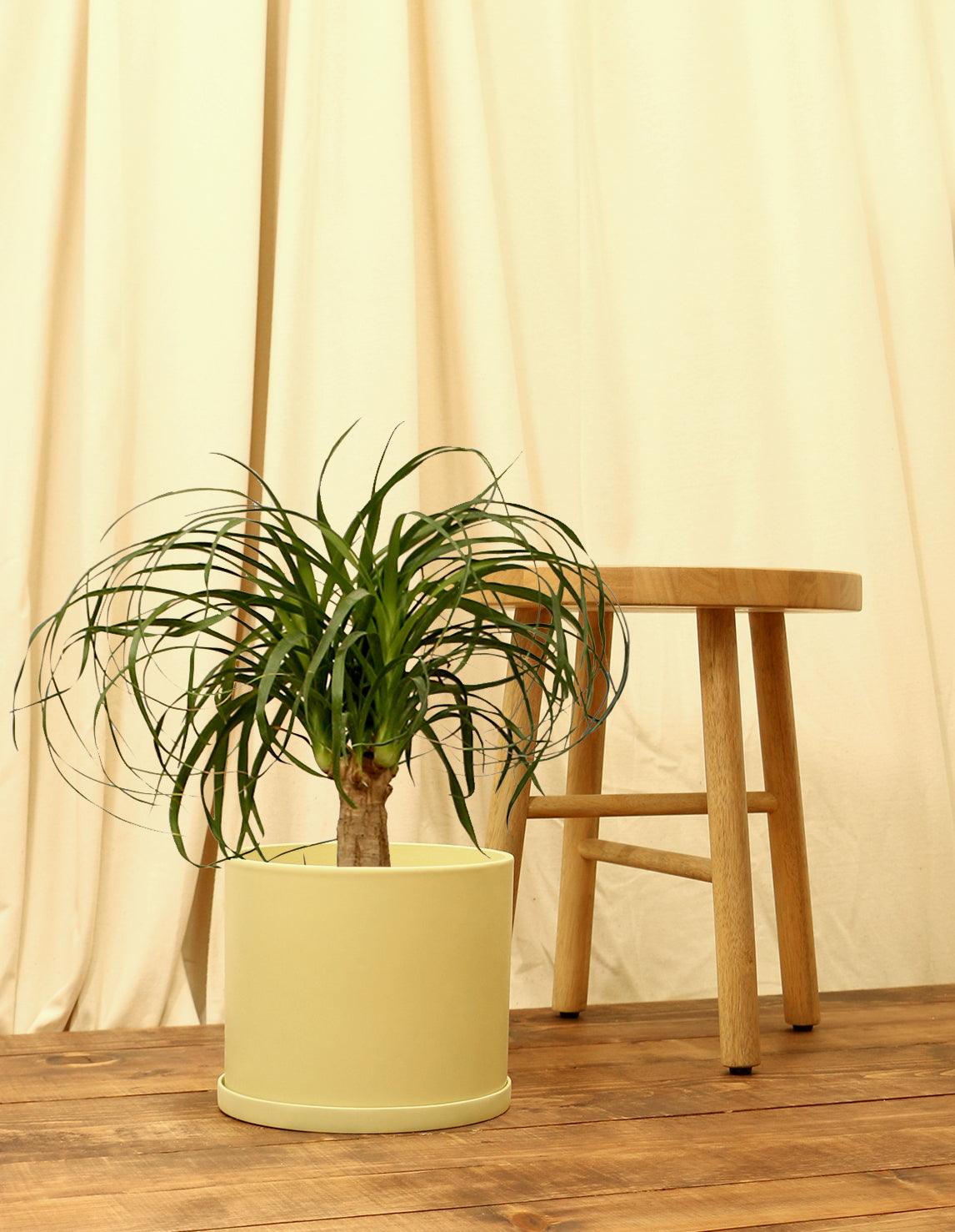 Large Ponytail Palm Plant in yellow pot.