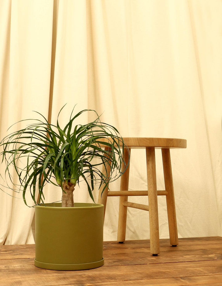 planterina ponytail palm easy care indoor plants Potted Ponytail Palm Indoor Plant