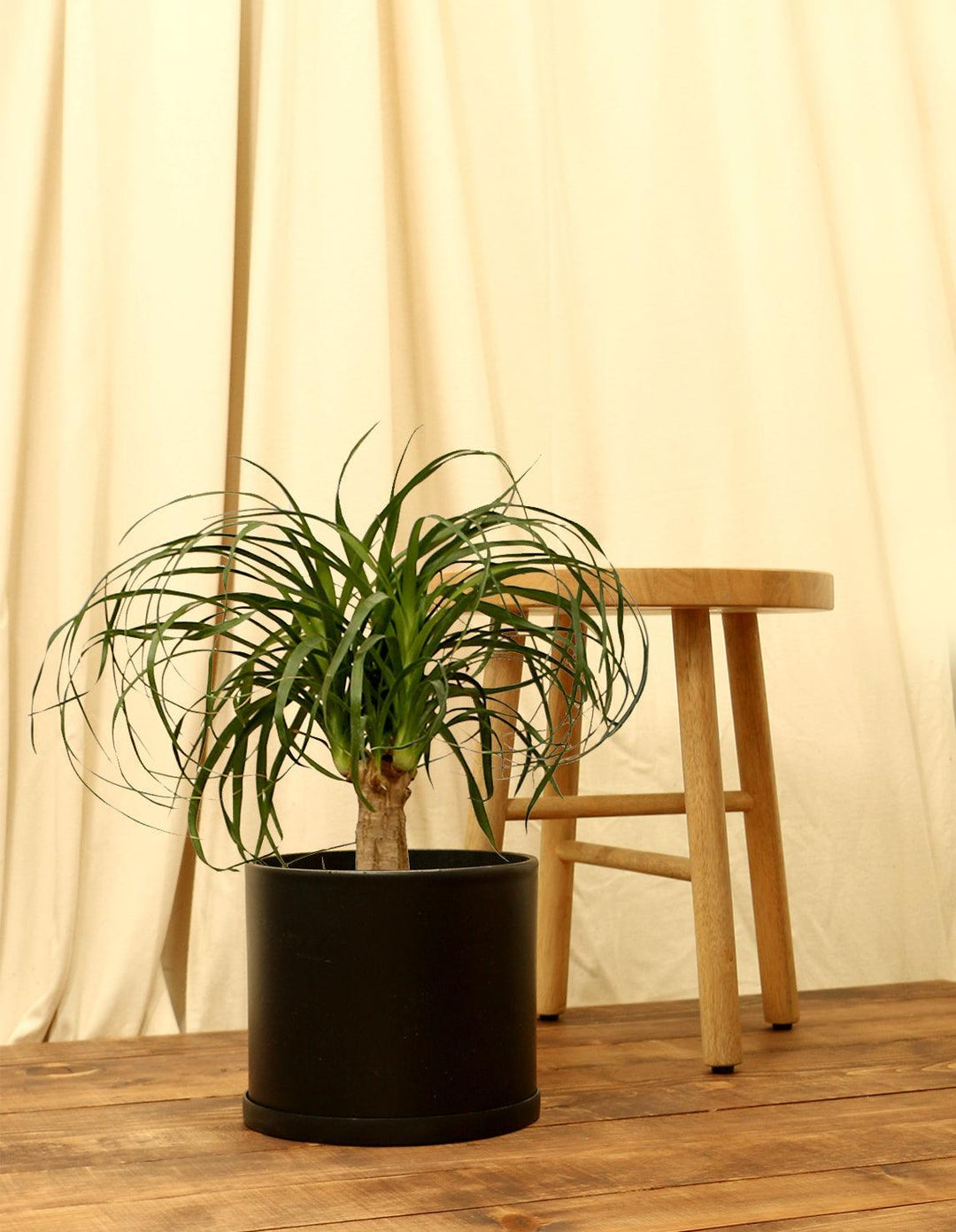 ponytail indoor plant Potted Ponytail Palm Indoor Plant