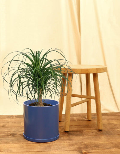 Large Ponytail Palm Plant in blue pot.