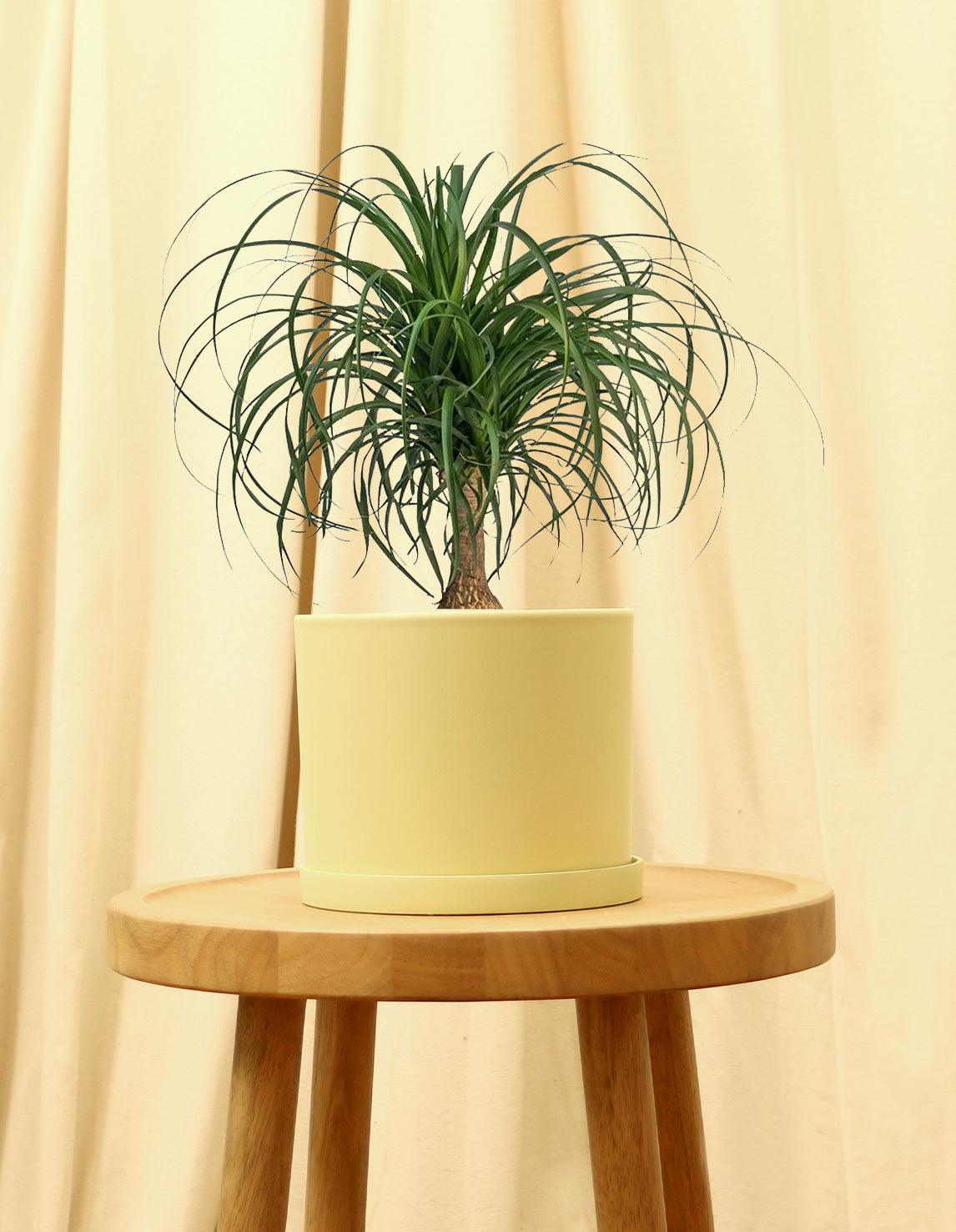 Medium Ponytail Palm Plant in yellow pot.