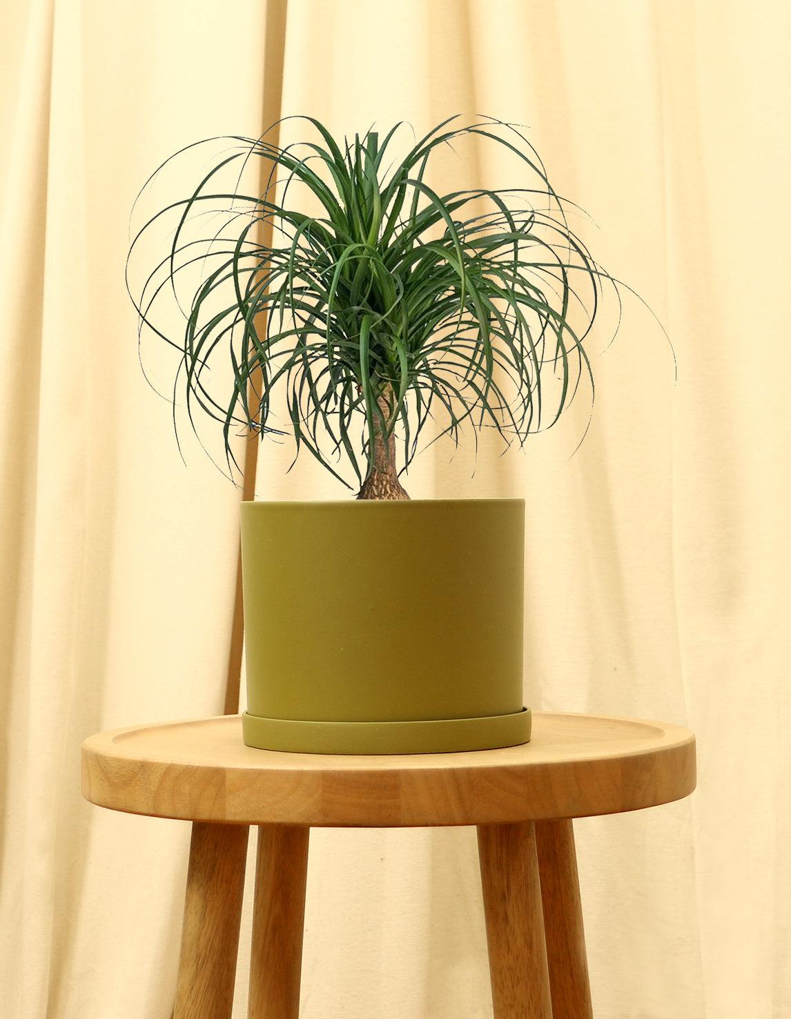 Medium Ponytail Palm Plant in green pot.