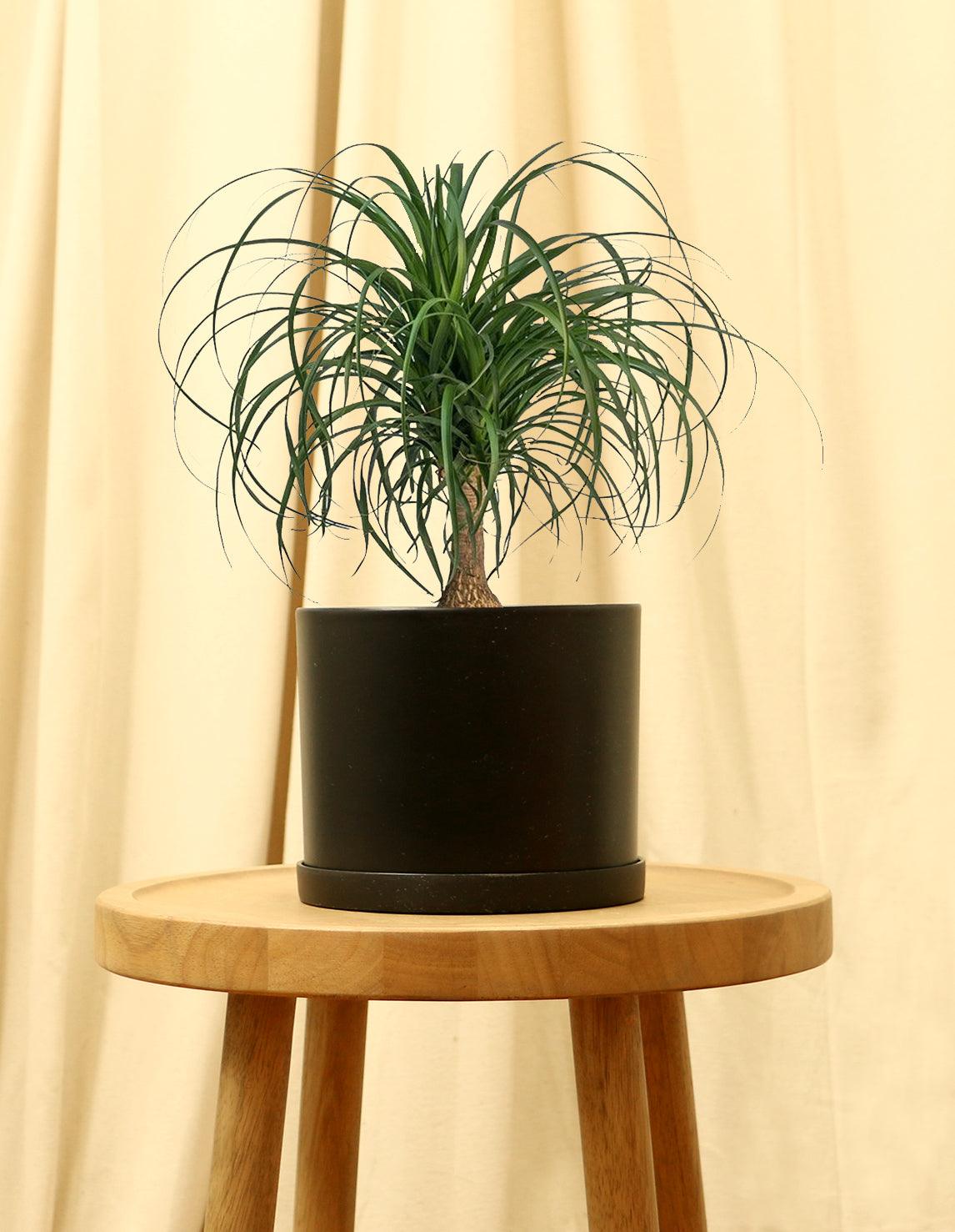 Medium Ponytail Palm Plant in black pot.