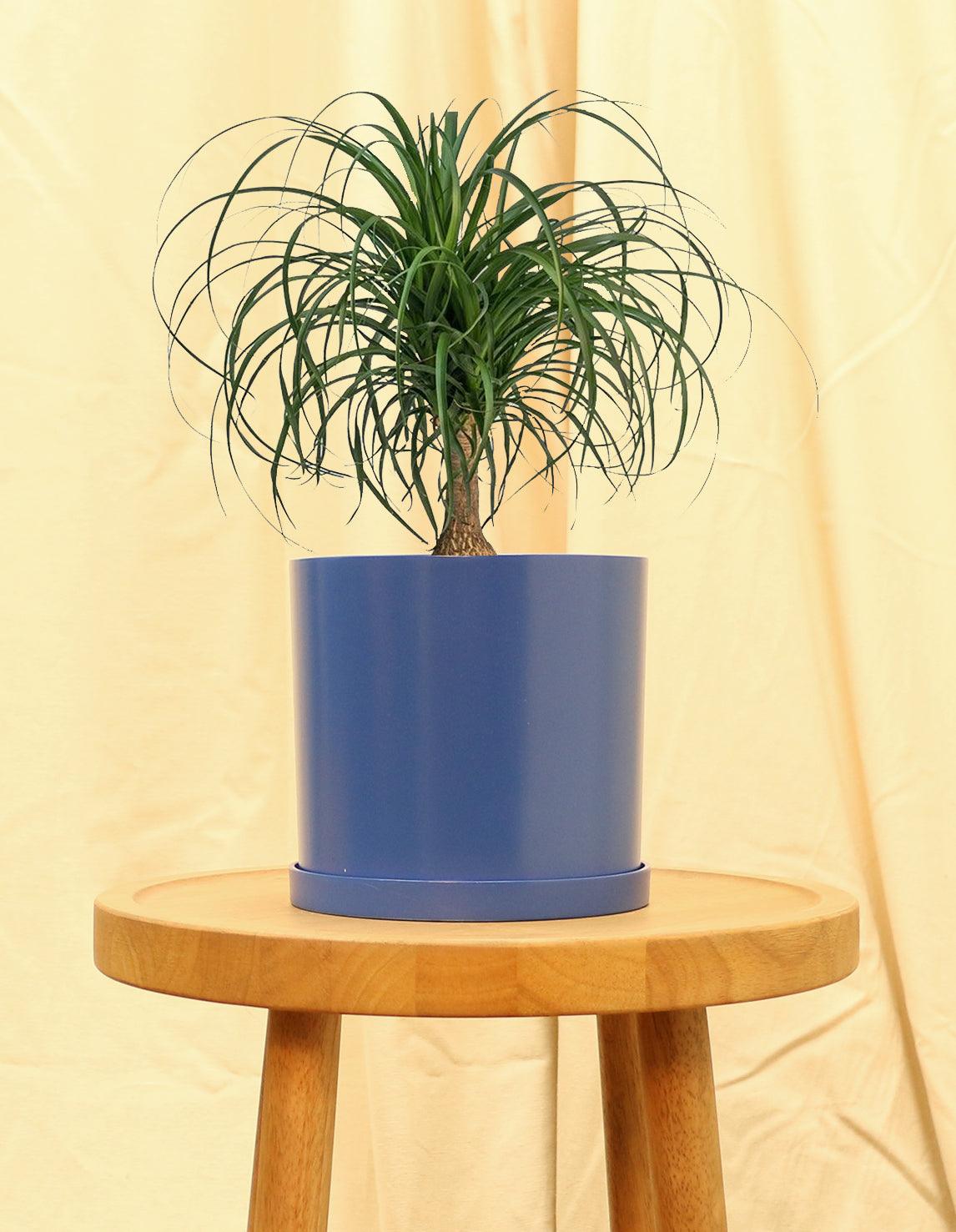 Medium Ponytail Palm Plant in blue pot.