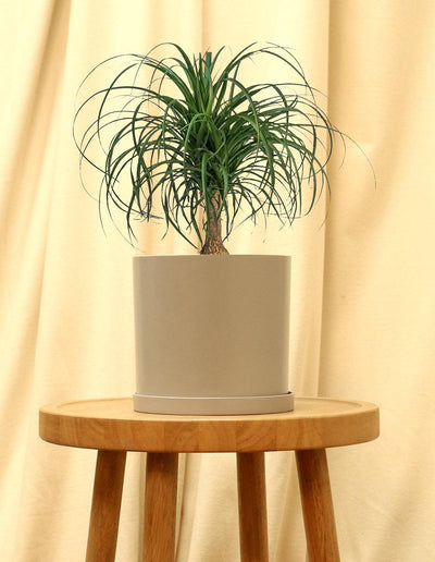 Medium Ponytail Palm Plant in grey pot.