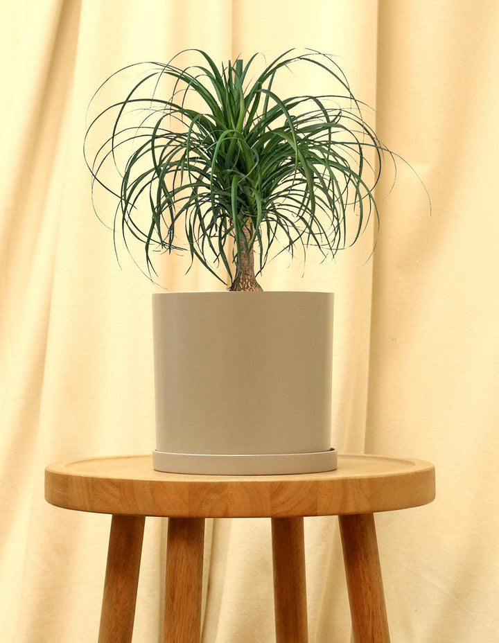 Potted Ponytail Palm Indoor Plant