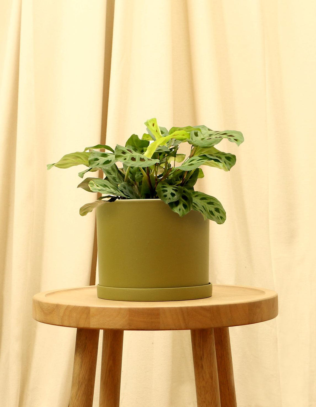 prayer plant yellow Maranta Indoor Prayer Plant
