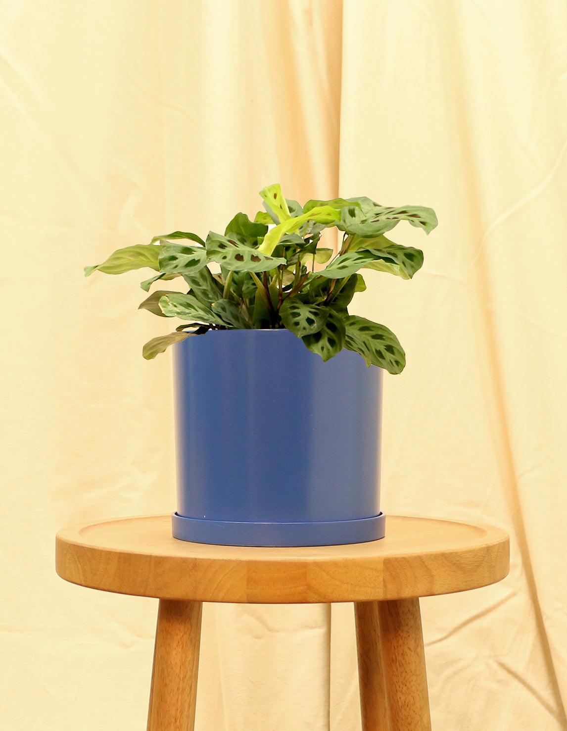 Medium Prayer Plant in blue pot.