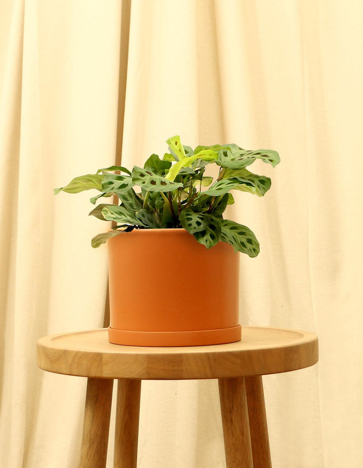 prayer plant in terracotta Maranta Indoor Prayer Plant