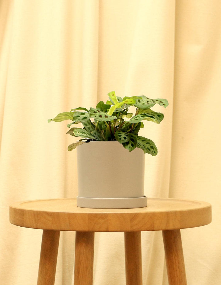 small prayer plant Maranta Indoor Prayer Plant