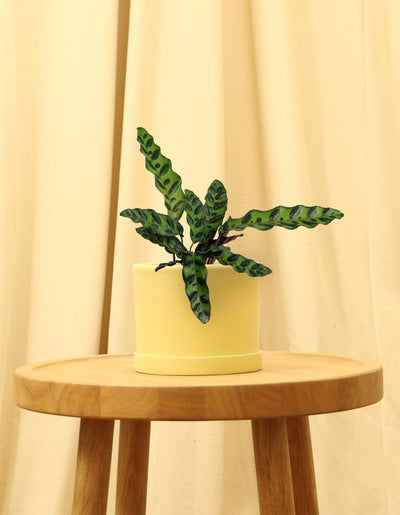 Small Rattle Snake Plant in yellow pot.