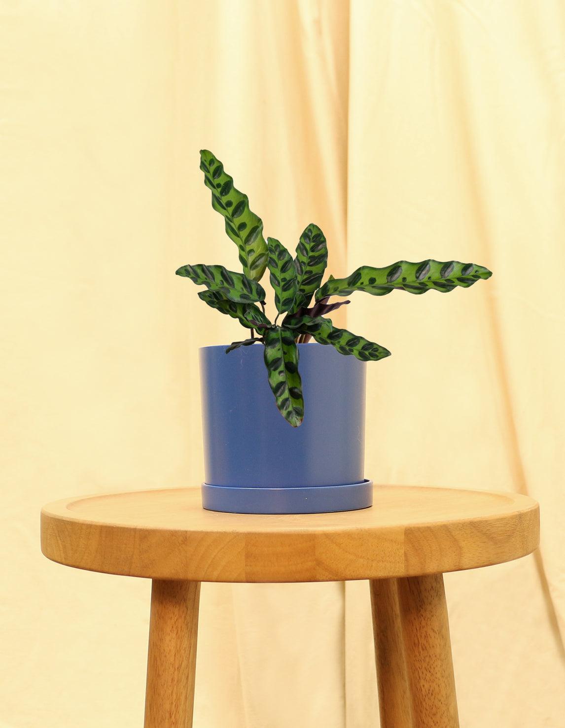 Small Rattle Snake Plant in blue pot.